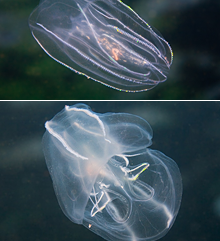 Jellyfish Species Chart