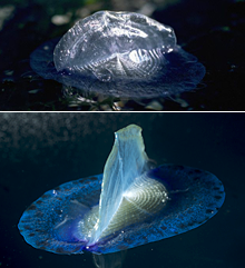 focus_velella_pic